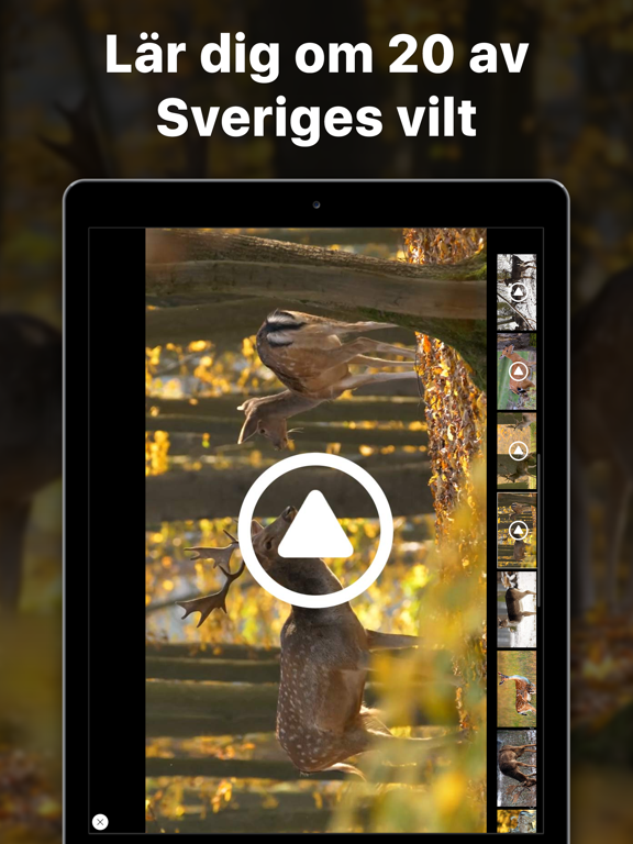 Screenshot #6 pour Jägarexamen Lite