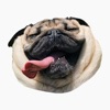 Pug Dog's Head icon