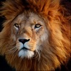 Wildlife Africa Wallpapers icon