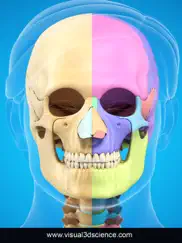my skull anatomy ipad resimleri 3