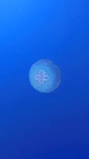 jellyfishgo - appreciation iphone screenshot 4