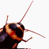 Cockroach's Head