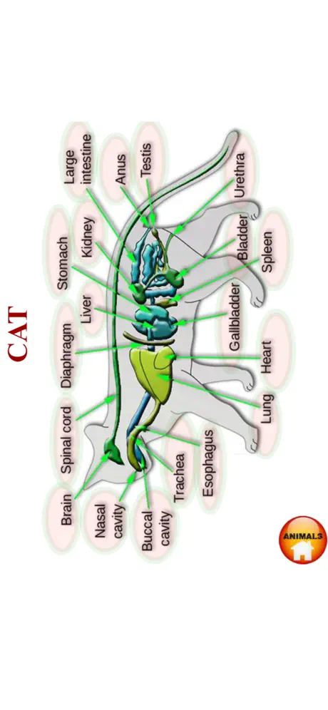 ANATOMY 3D Pro