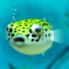 Playing with Puffer fish icon