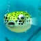 An app that can be raised to be able to touch cute Puffer fish