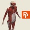 Primal's 3D Real-time Human Anatomy app of the whole body is the ultimate 3D interactive anatomy viewer for all medical educators, practitioners and students