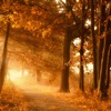 Autumn Ambience icon