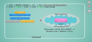 Biomolecules: Cell respiration screenshot #2 for iPhone