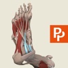 Primal's 3D Leg, Ankle & Foot