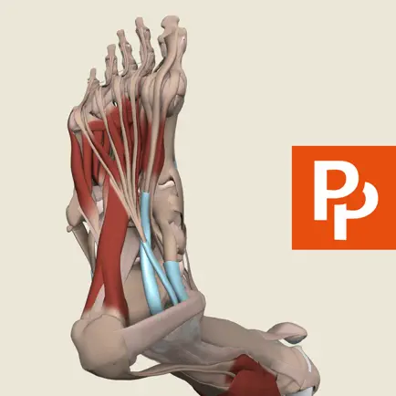 Primal's 3D Leg, Ankle & Foot Cheats