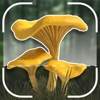 Mushroom Identification ID App icon