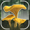 Mushroom Identification ID App - Shevket Saidakhmetov