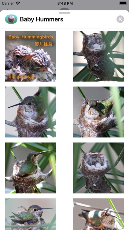 Baby Hummingbirds