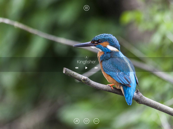 Bird Sounds, Listen & Relax iPad screenshot 4 - Health & Fitness app