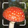 Icon Mushroom Identification.