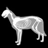 3D Cat Anatomy icon