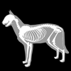 3D Cat Anatomy - biosphera.org