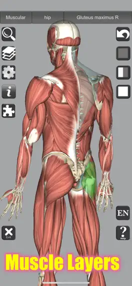 Game screenshot 3D Anatomy Learning hack