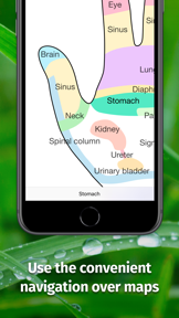 Massage Maps • Reflexology screenshot