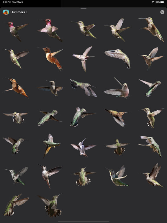Hummingbirds - Large (Retina) iPad screenshot 4 - Stickers app