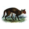 Learn Wild Cats icon