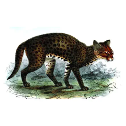 Learn Wild Cats Читы
