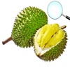Detector Durian icon