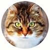 Cats Funny Meow Sounds icon