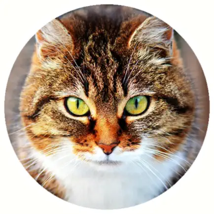 Cats Funny Meow Sounds Читы