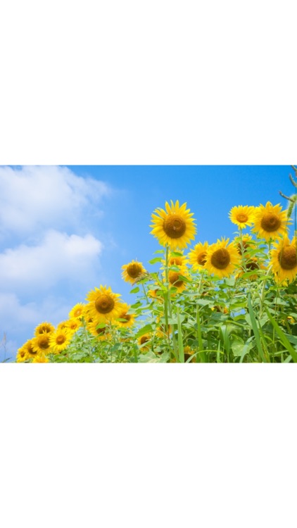 D Image Viewer screenshot-4