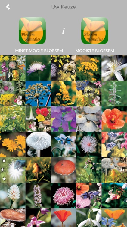 BloesemRemedies screenshot-4