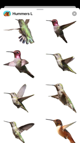 Hummingbirds - Large (Retina) screenshot