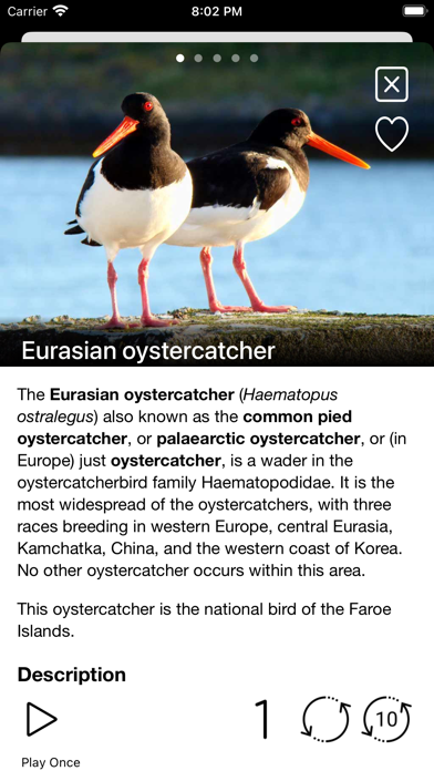 Birds of Europe - Field Guide Screenshot