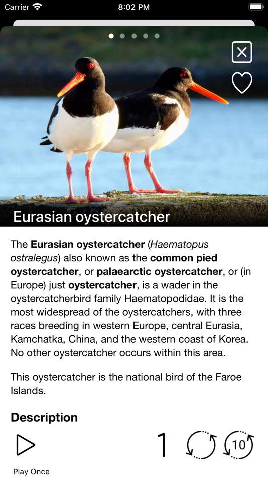 #2. Birds of Europe - Field Guide (iOS) 来自: Ecosystema