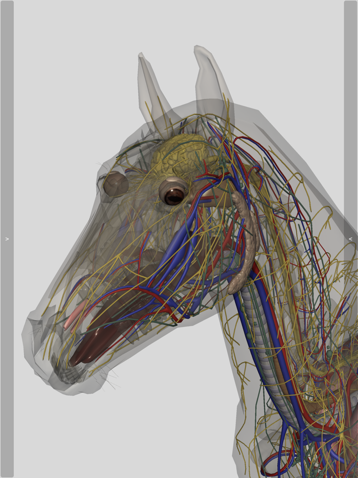 3D Horse Anatomy Software