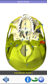 Visual Anatomy screenshot