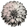 Blossom App icon