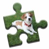 Jack Russell Puzzle icon