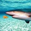 Real Shark Simulator - iPadアプリ