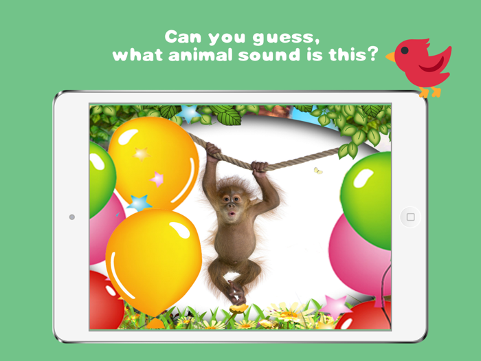 Piyo Peek a boo Toddler School