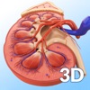 My Kidney Anatomy - iPadアプリ