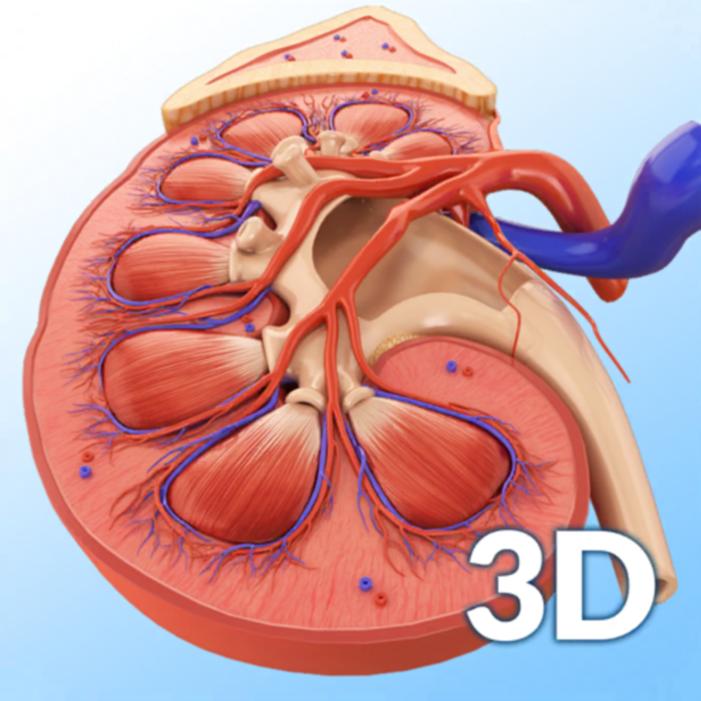 Get My Kidney Anatomy for iOS, iPhone, iPad Aso Report
