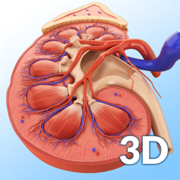 My Kidney Anatomy