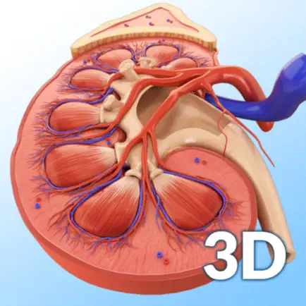 My Kidney Anatomy Cheats