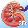 Get My Kidney Anatomy for iOS, iPhone, iPad Aso Report