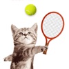 Cat Meow: Sport Battle icon