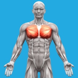 Muscle System Anatomy