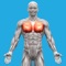 Get muscle anatomy, common diseases, muscle diagrams and quizzes