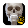 Skeleton 3D Anatomy - Catfish Animation Studio