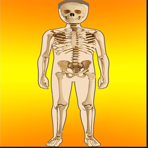 Body Parts Skeletal & Internal